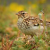 Skrivan lesni - Lullula arborea - Wood Lark 7981